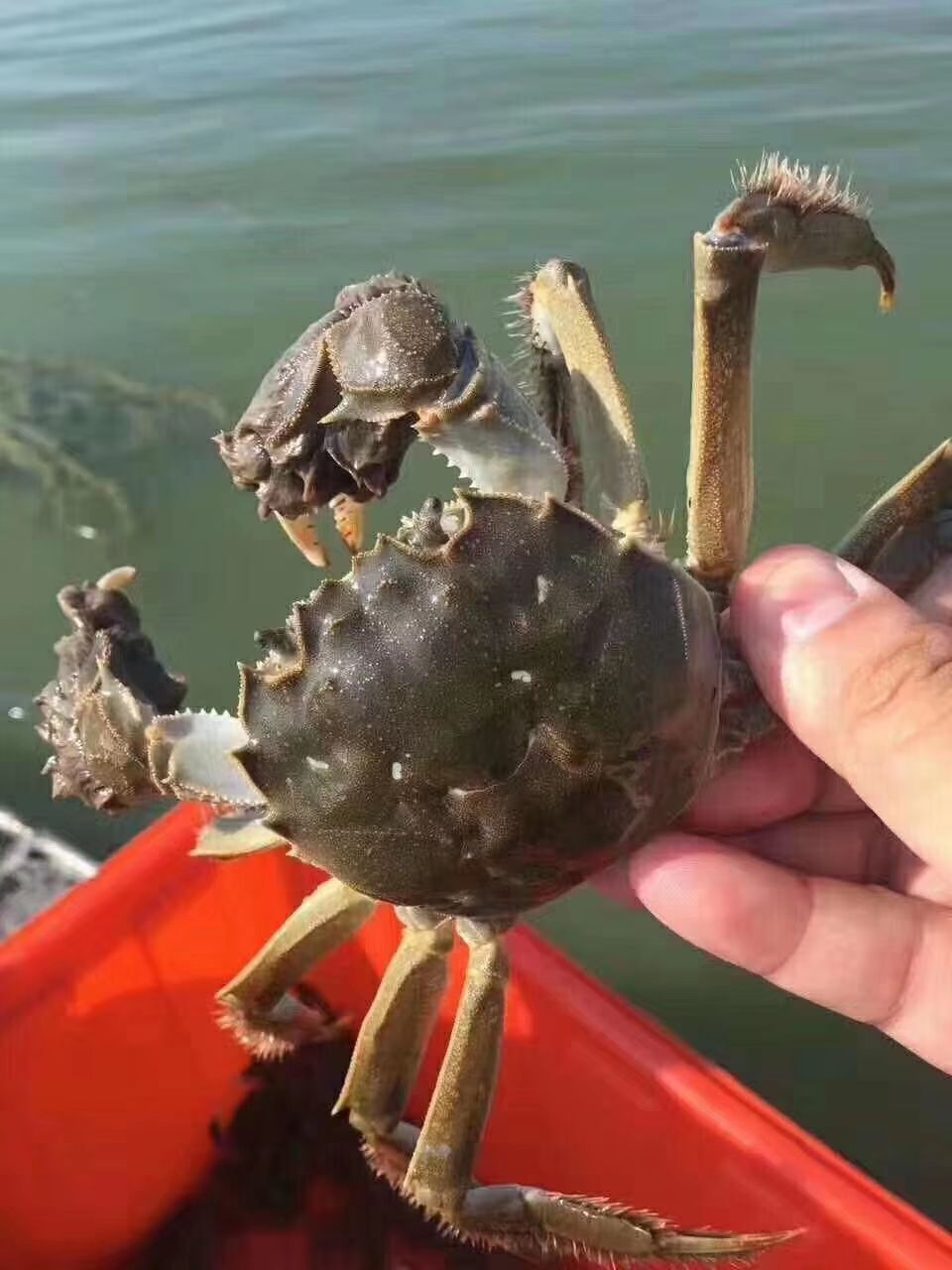 湖北刁汊清水精品大闸蟹兴化大闸蟹