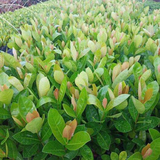 海口 品名新加坡龙船花，有花期