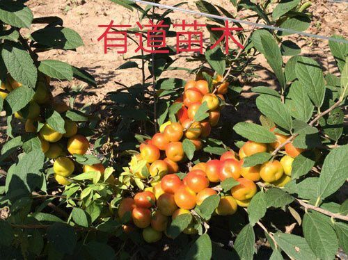 平邑县钙果苗 苗圃直供，现挖现发，保证成活和品种，当年结果。
