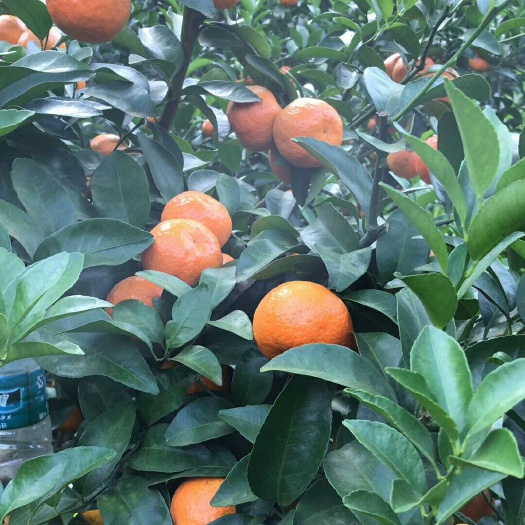 沙糖桔 肇庆砂糖桔