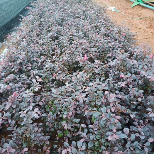 海口 红花继木，有花期