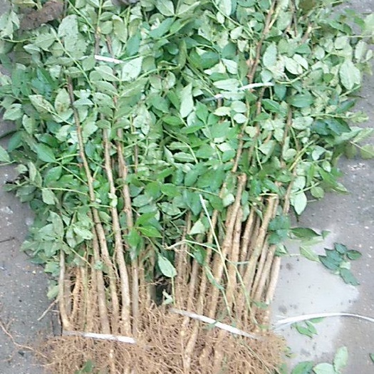 泰安大红袍花椒苗