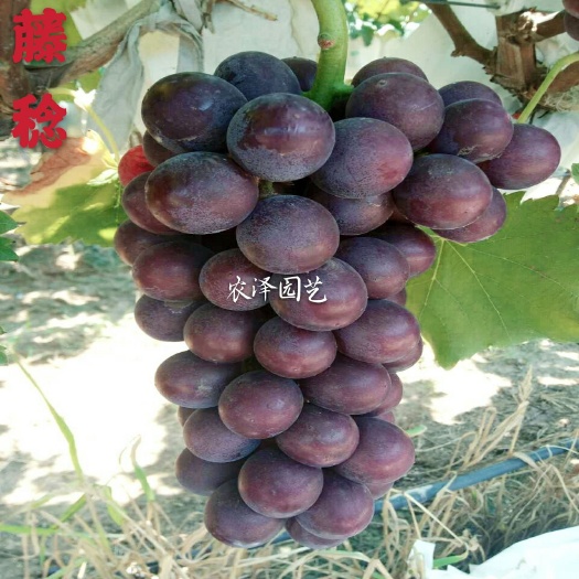平度市藤稔葡萄苗  乒乓球葡萄苗大粒早熟葡萄苗大棚葡萄苗批发保纯保