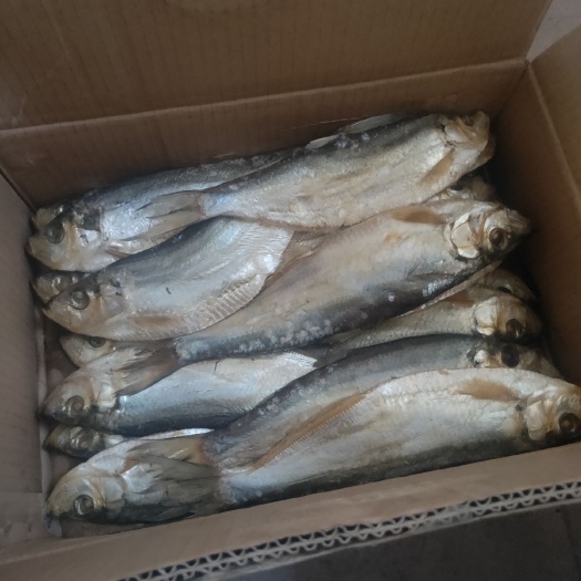 白鲢鱼 白麟鱼