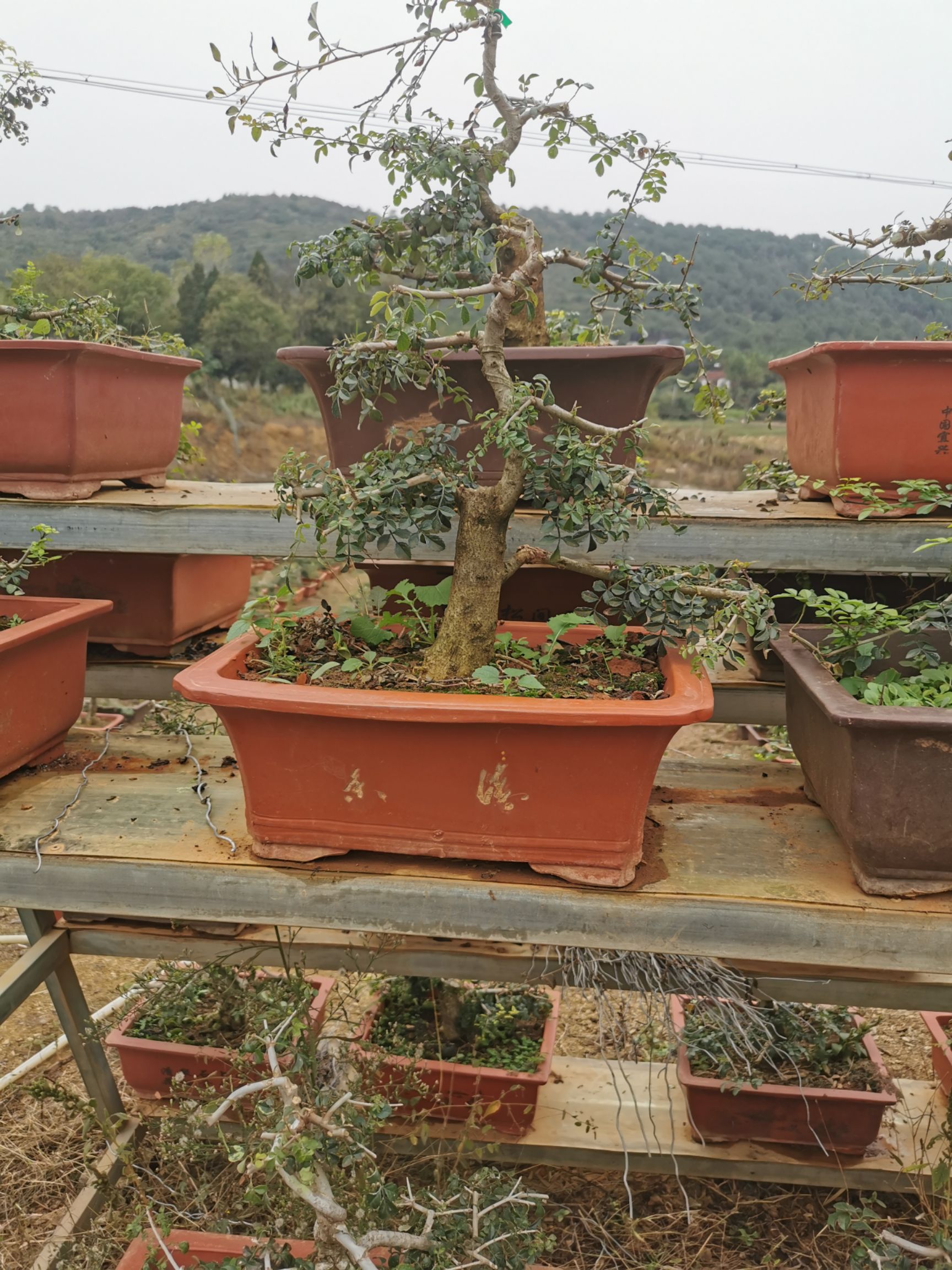 造型对结白蜡  对接白蜡小盆景！量大150一盆