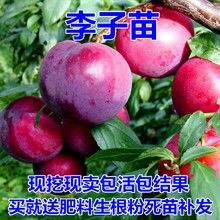 平邑县味帝李子苗 李子苗，恐龙蛋，西梅，蛇李