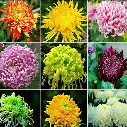 平邑县 菊花苗盆栽