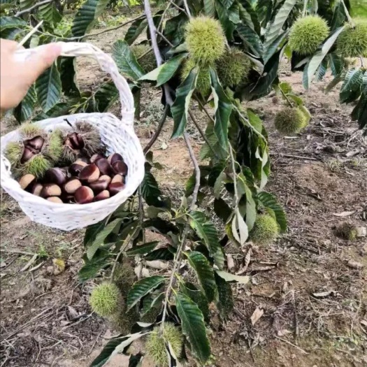 平邑县大红袍板栗苗 板栗大红袍嫁接苗包技术，量大可签合同