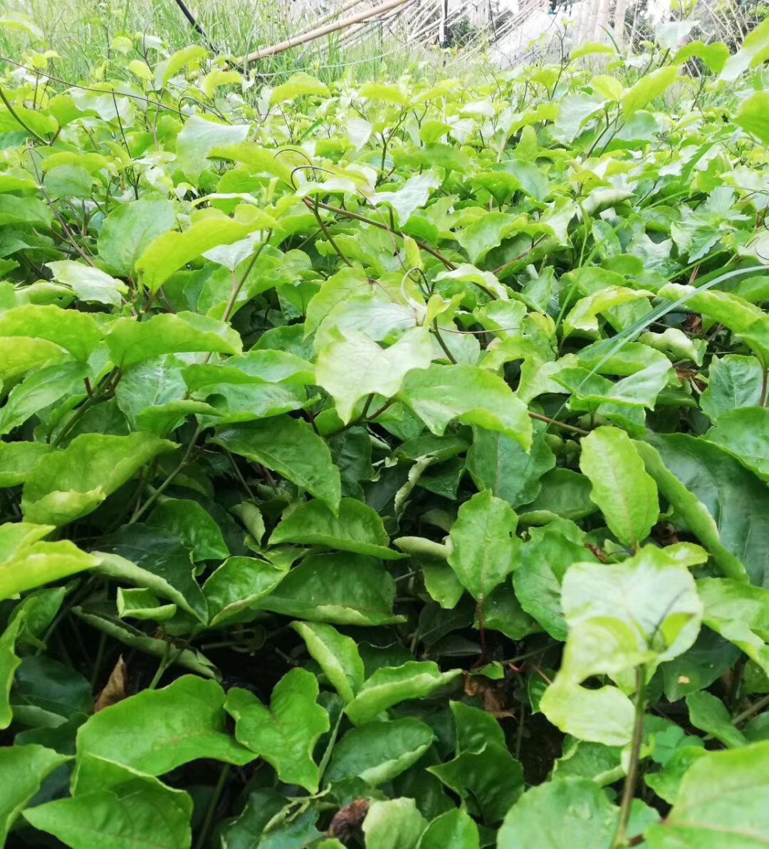 黄金百香果苗