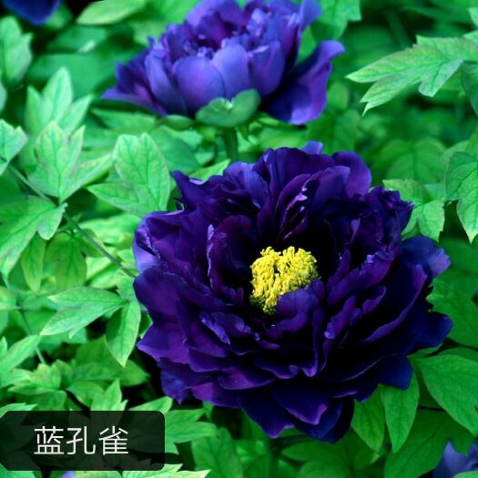 平邑县 牡丹花