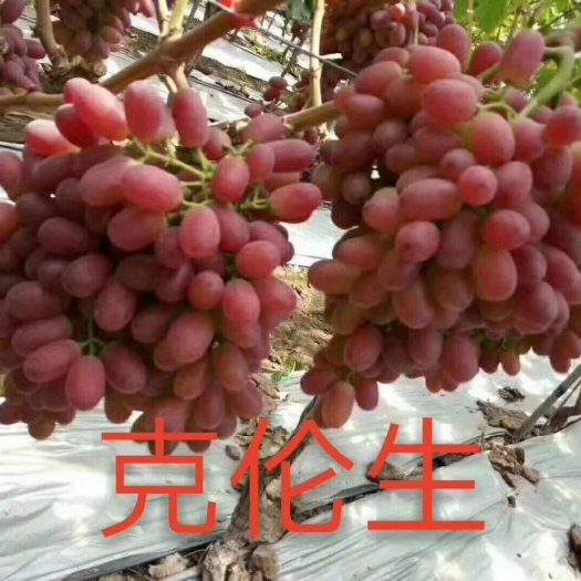 兴城市克伦生葡萄苗，一年生贝达嫁接