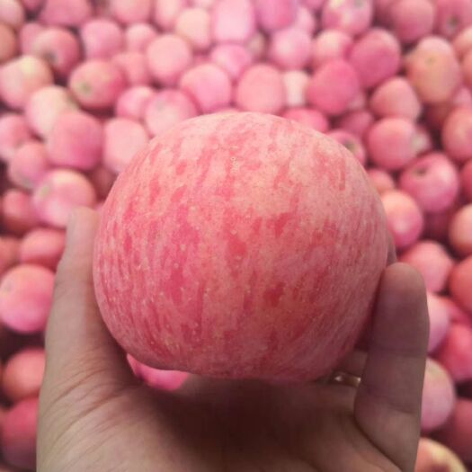红富士苹果  2023当季现摘脆甜多汁带皮吃5斤包邮片红条纹