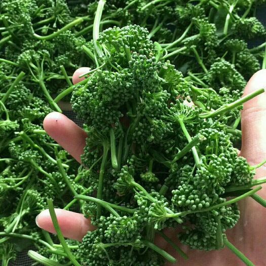 广南县人参花茶 人参花