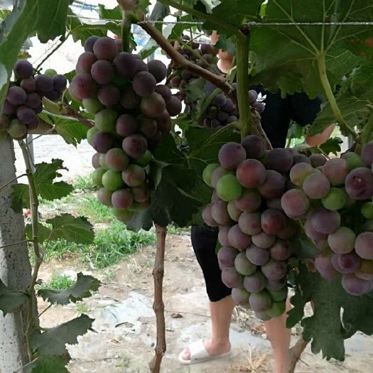 长垣市美人指葡萄苗 大量出售葡萄果苗精心培育金手指｜沪太八号｜a17｜