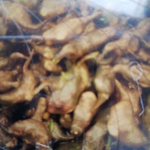 洋县野菱角 体大肉质鲜美
