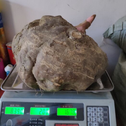 丹凤县 优质花魔芋300吨向外出售