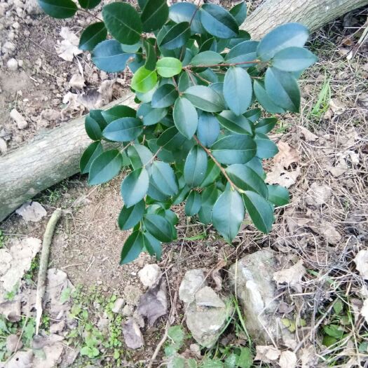 油茶苗40公分左右高