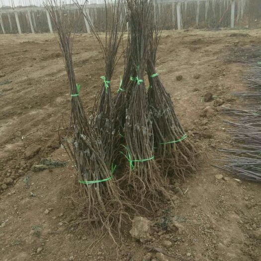 咸阳矮化红富士苹果苗 富士苹果苗