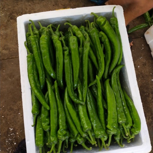 景洪市 精品牛角椒  俗称大青椒