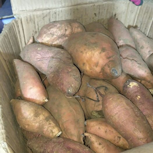 黑山县烟薯25 烟薯二五无勾/无伤痕。