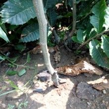 大红袍板栗苗 板栗苗