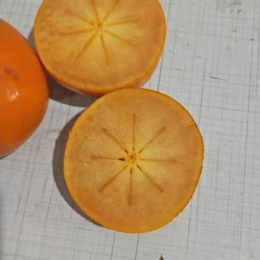 平邑县太秋甜柿苗  太秋甜柿。