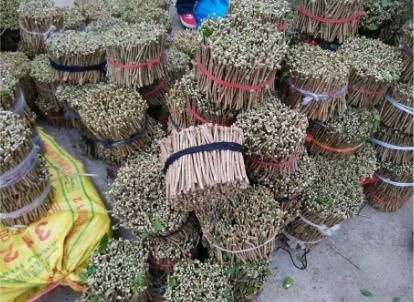 横州市茉莉花苗  广西茉莉花枝条，现剪现打包，产地直发