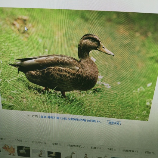  1500只散养鸭，有需要的老板联系