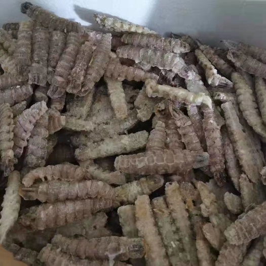 乳山市皮皮虾肉 大量供应生熟爬虾肉