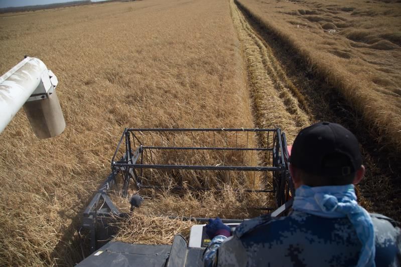  精选优质小粒香稻谷