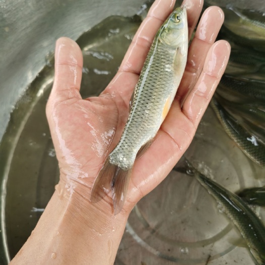 南宁 各种规格草鱼苗鱼种，实数实价。欢迎咨询