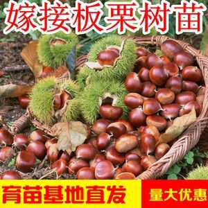 平邑县大红袍板栗苗 板栗苗