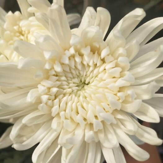 新沂市白菊 A级神马下货，现采现发