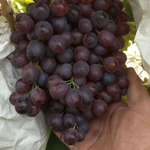 龙口市 精品红宝石葡萄，克伦森葡萄！