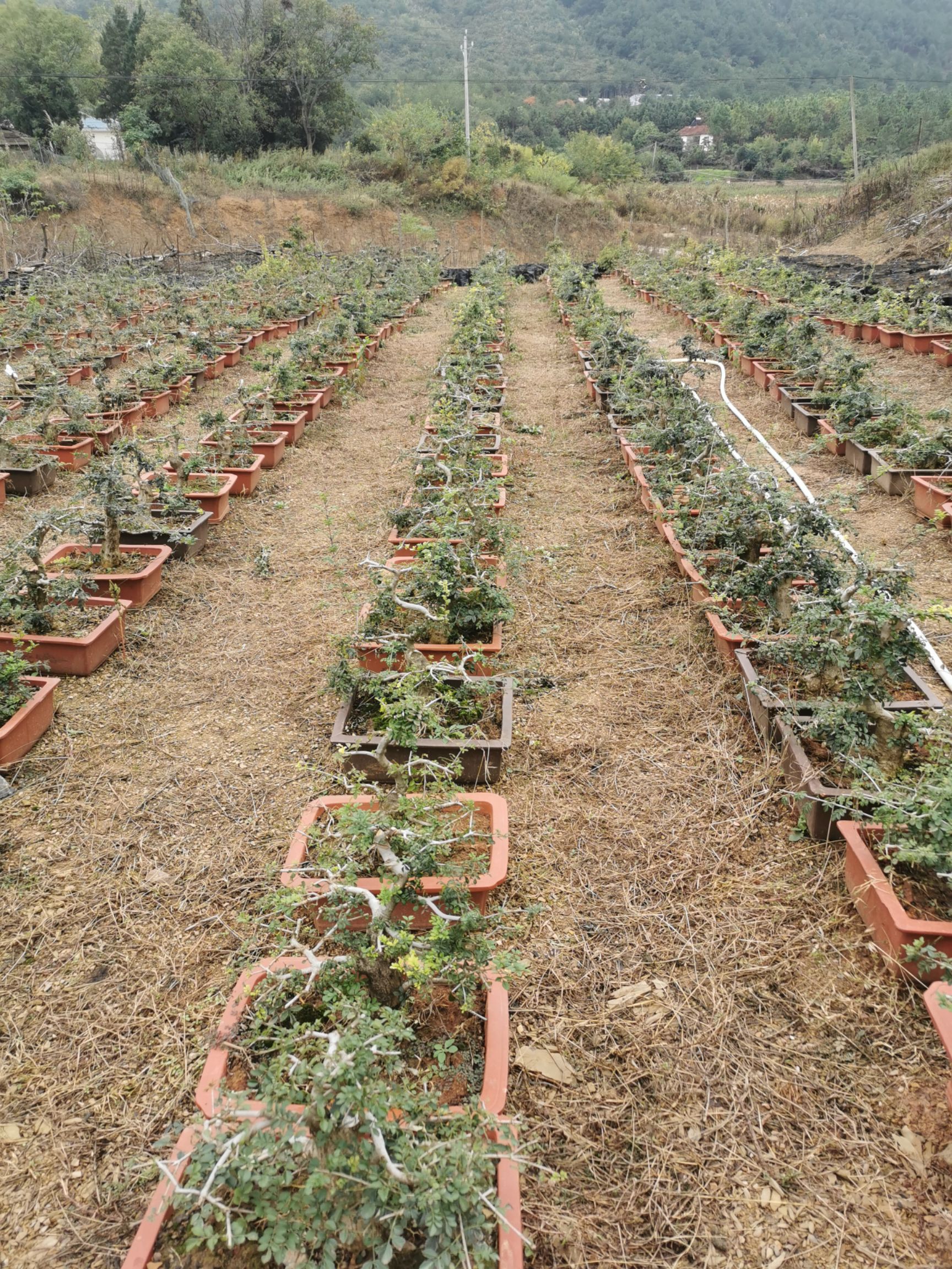 造型对结白蜡  对接白蜡小盆景！量大150一盆