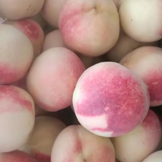 丰县 正宗水蜜桃树苗