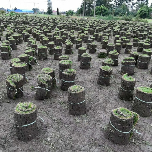 草 大量出售二号草，有须要的老总请来下单身。