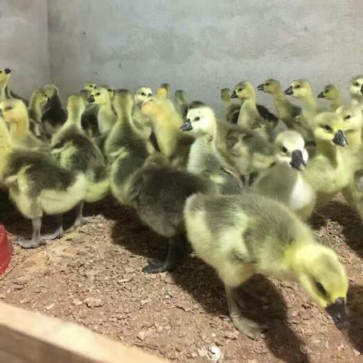 南宁 鹅苗，纯种汕头狮头鹅苗