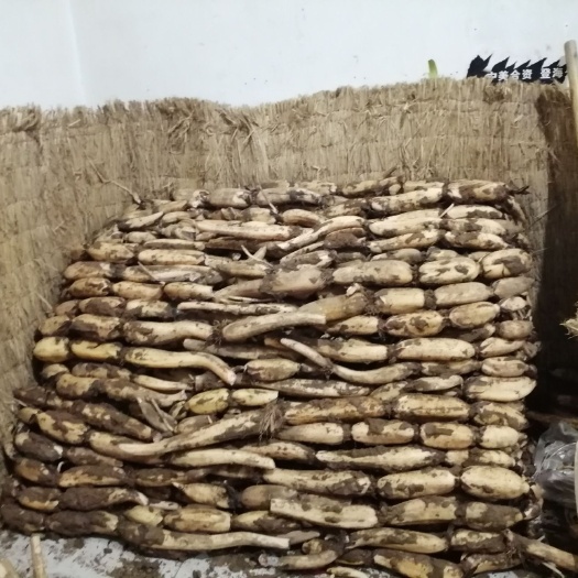白莲藕 泽畔贡藕做无公害贡藕！发展绿色食品