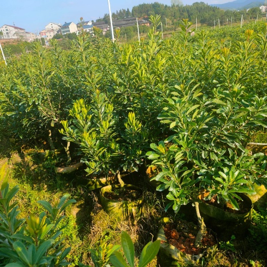 靖州县东魁杨梅树苗  杨梅杯苗.（东魁.台梅.乌梅）
