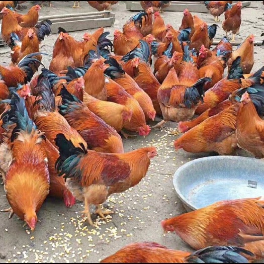 南宁 桂香土鸡苗  黑土鸡苗