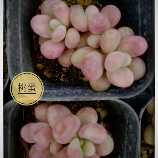都江堰市桃蛋 小桃桃