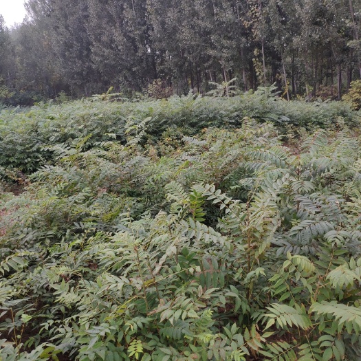 泰安泰山香椿苗 自家种植
