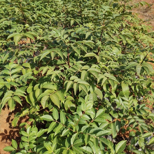 樟树市 江西中花吴茱萸苗