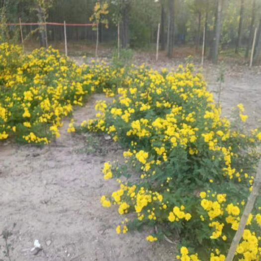 汶上县 自家种植培育金丝皇菊 婺源皇菊苗