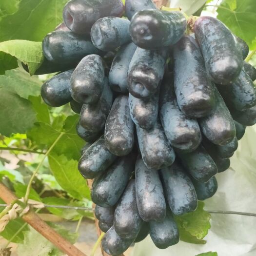 泰安 蓝宝石葡萄苗 嫁接苗 保品种 可以签合同