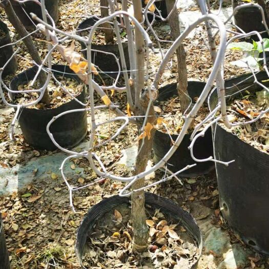 平邑县 枣树苗，枣苗