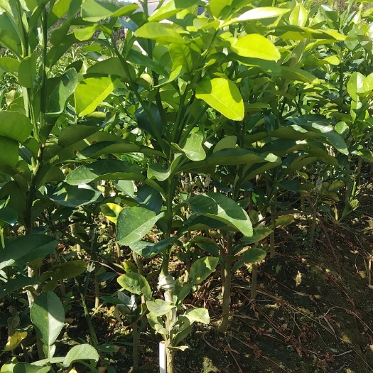 灵山县泰国青柚苗   越南红心青柚苗