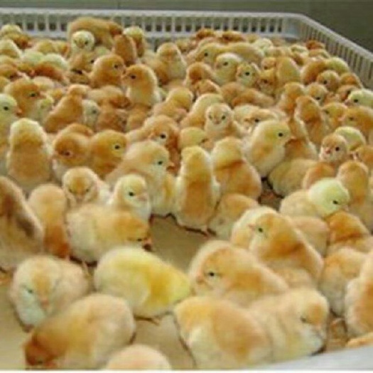 南宁 鸡苗，三黄鸡苗可分公母