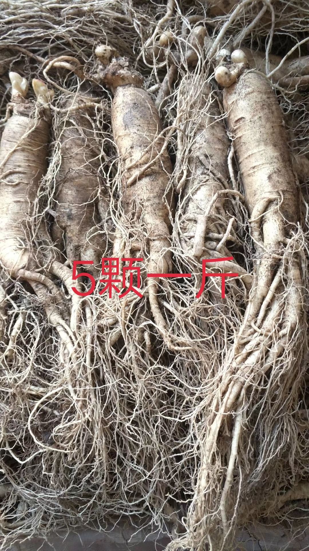  鲜人参